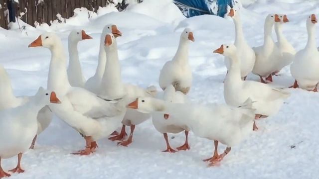 Подготовка Гусей к Яйцекладке/Пропаивание, Кормление все по схеме с подробным описанием смотреть онлайн