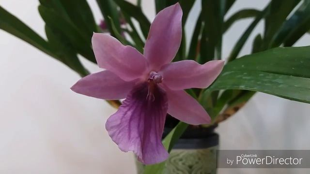 Мои орхидеи в сентябре смотреть онлайн