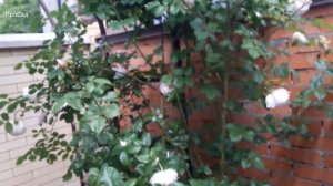 Роза The Generous Gardener ( Austin ) в моём саду.