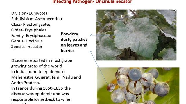 Powdery Mildew Disease  1