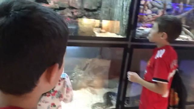 Змеи в Ереванском зоопарке 2019 год смотреть онлайн