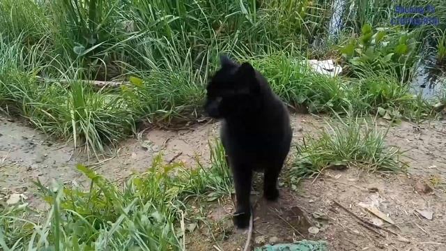 Рыбалка как игра.Бесплатный Рупасовский пруд. смотреть онлайн