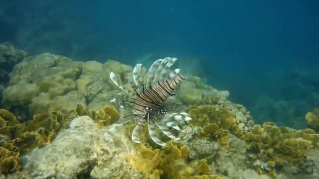 Крылатка-опасность рядом! Rotfeuerfisch-Gefahr in der Nähe ist!...DSCF0205 смотреть онлайн