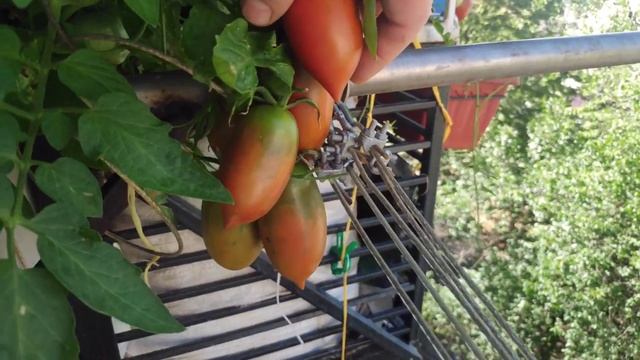 Выращивание помидоров на балконе и подоконнике.Growing tomatoes on the balcony and windowsill смотреть онлайн