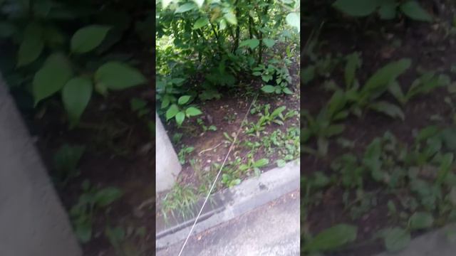Шпиц Макс смотреть онлайн