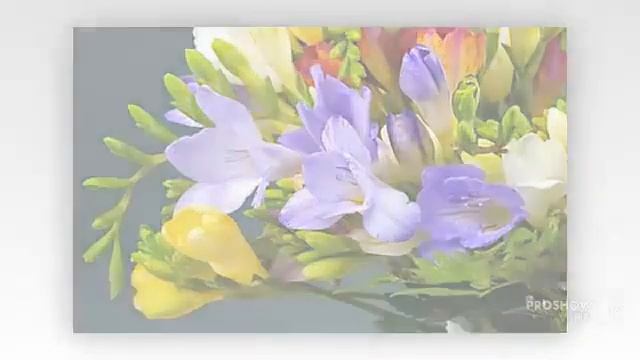 Цветы Фрезия (Freesia Flower)