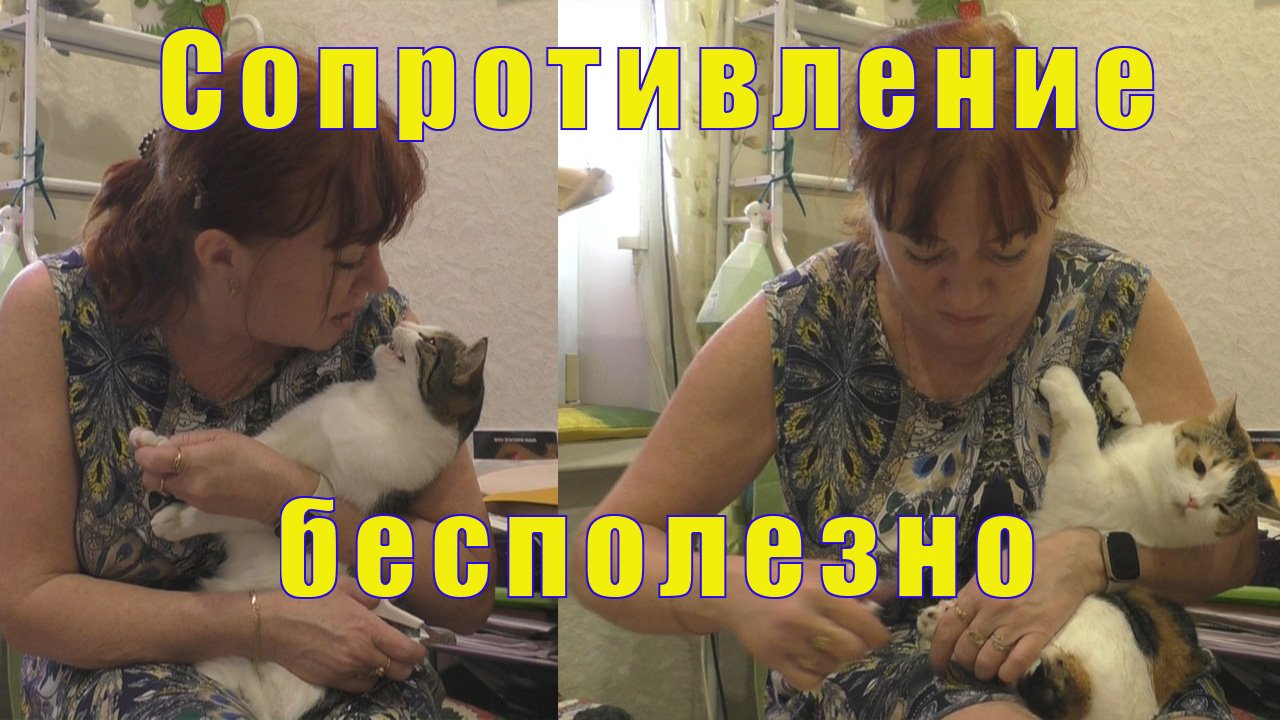 ПОДСТРИГАЮ КОГТИ КОШКАМ/ А КАК ВЫ ЭТО ДЕЛАЕТЕ?