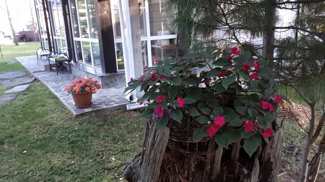 Черенкую базамины, чтобы сохранить их зимой. смотреть онлайн