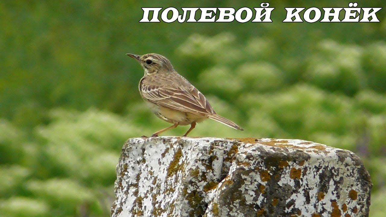 Полевой Конёк / Tawny pipit / Calandro / Щеврик польовий смотреть онлайн