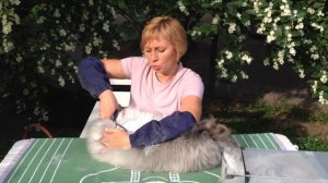 Как подстричь ангорского кролика