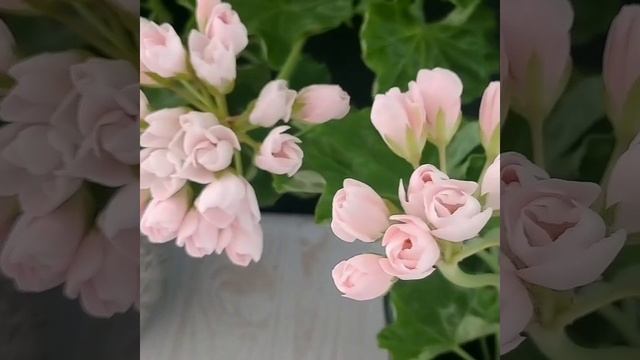 Pelargonium Emma fran Bengtsbo смотреть онлайн