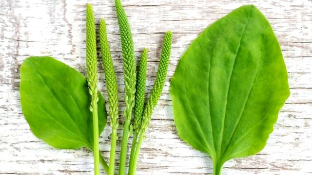 Помогает ли подорожник заживлению ран? смотреть онлайн