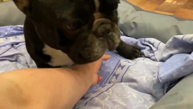 Французские бульдоги Бумер и Дизель. Полусонное царство смотреть онлайн