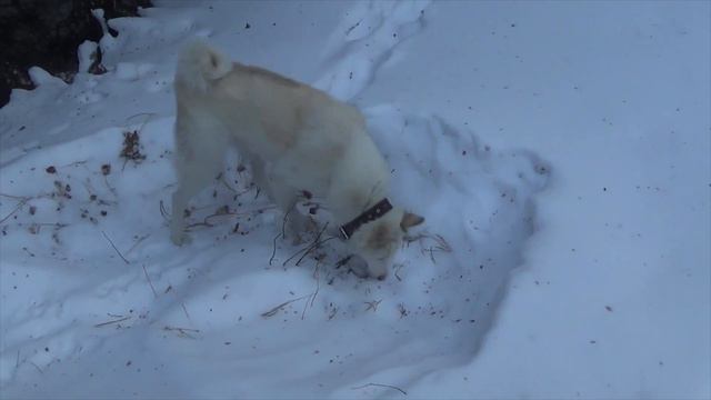 Закрытие сезона 22 -- 23г смотреть онлайн