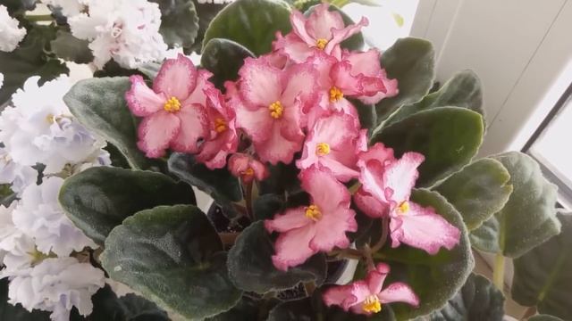 Что Цветёт в Апреле!очень ,очень много цветёт фиалок! смотреть онлайн