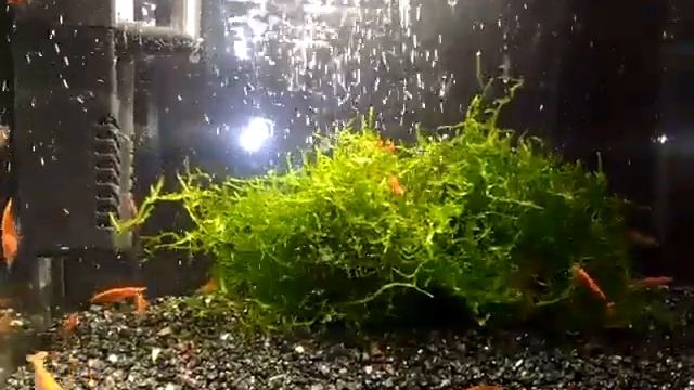 Мини креветочник,уход и содержание креветок черри. смотреть онлайн