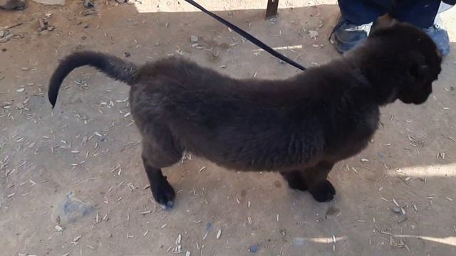 ЧУПОННИСКИ ИТЛАР НАРХЛАРИ смотреть онлайн