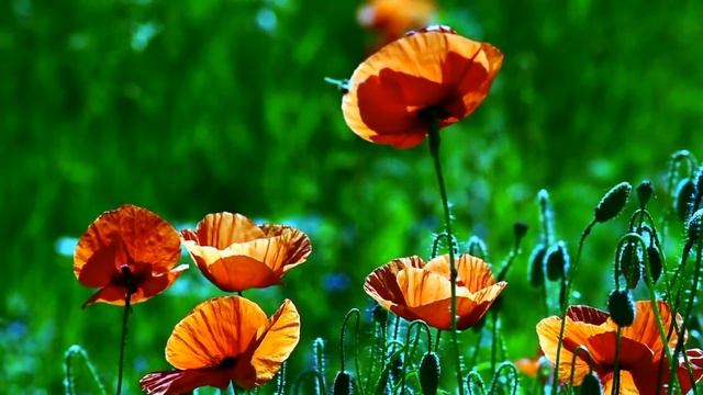 Чакра Муладхара Музыка для Медитации Активации и баланса смотреть онлайн