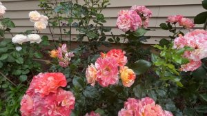 Alfred Sisley Rose June 2023