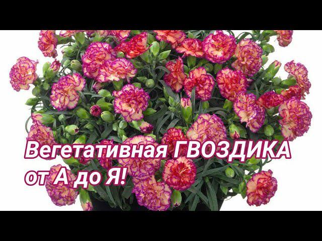 Вегетативная ГВОЗДИКА от А до Я. смотреть онлайн