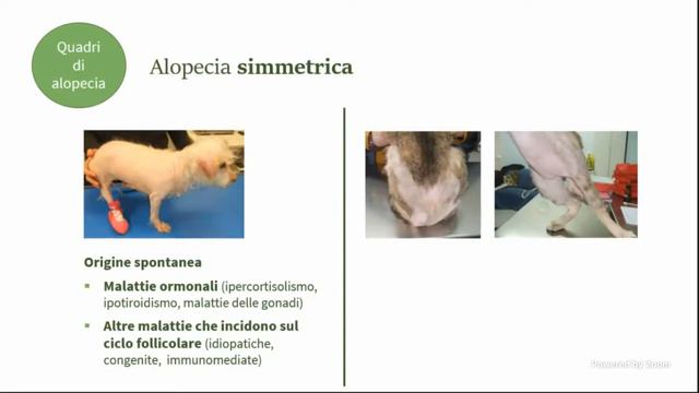 Errori in dermatologia errori diagnostici смотреть онлайн