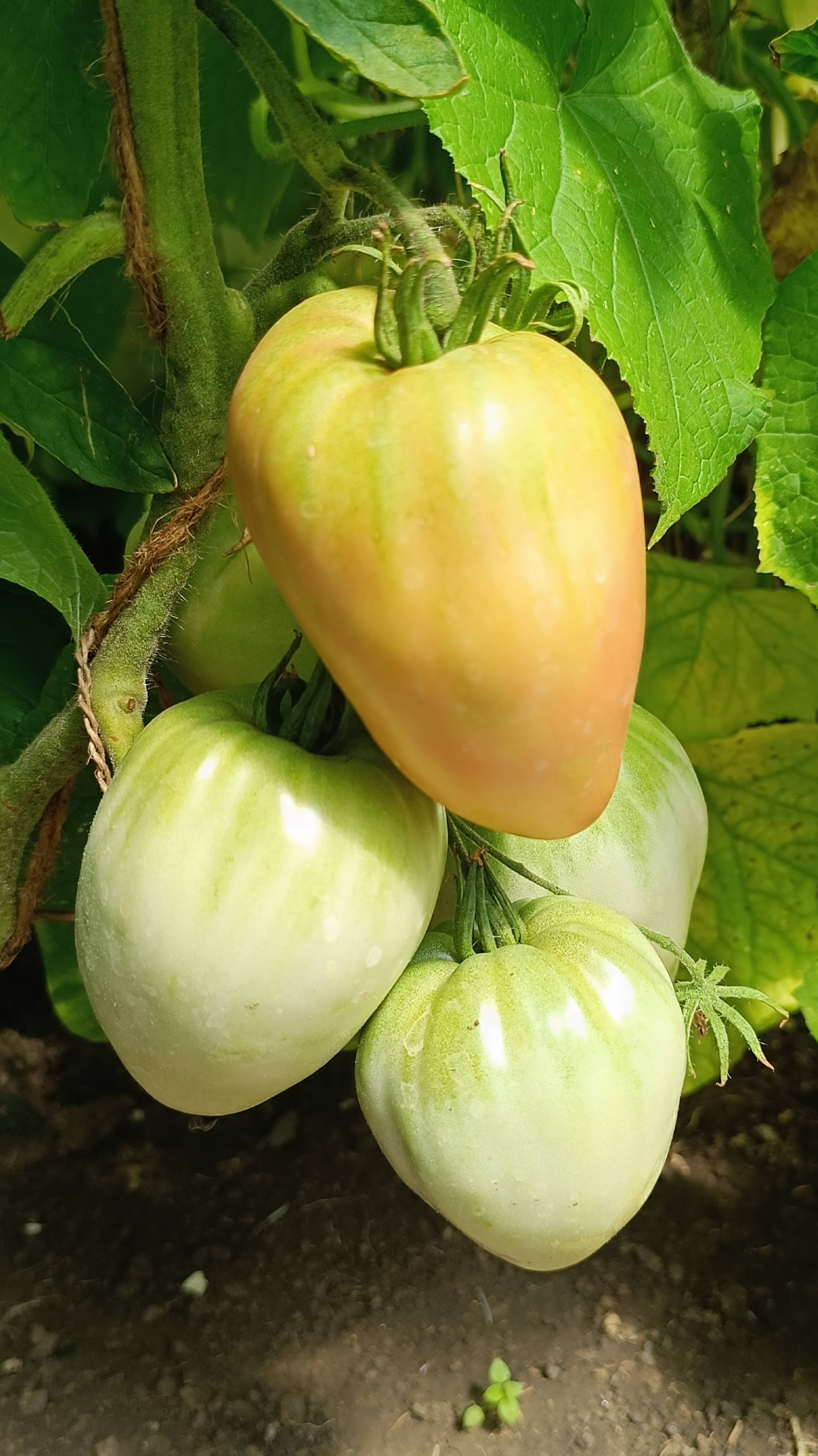 Вкусный салат "Один дома".😂💪🍅🥒🌿