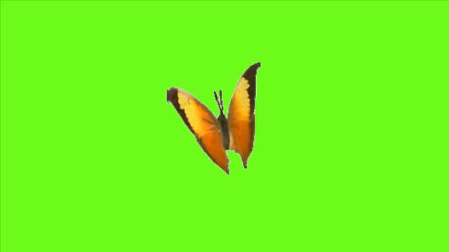 Футаж на хромакее бабочка 4 смотреть онлайн