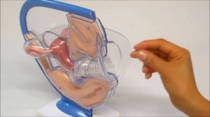 Как пользоваться менструальной чашей