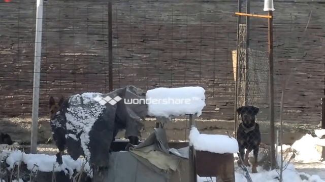 собака альпинист через забор смотреть онлайн