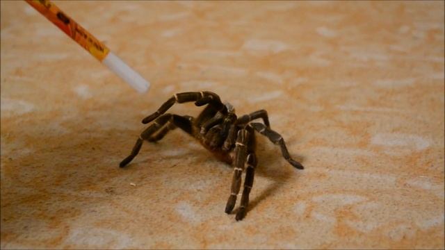 Паук птицеед Aphonopelma Seemanni смотреть онлайн