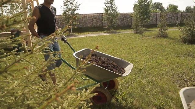 Высадка кедров в Бороновском зоопарке 2020 смотреть онлайн