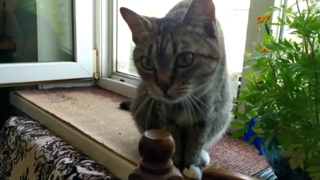 💖Доброе утречко от Алисочки и Сонички! Послушайте как Соня рычит на Алисочку - Когда подружаться? 😿