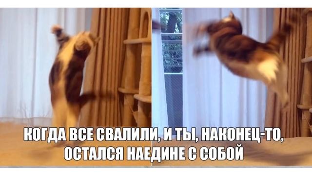 Мемы | КОГДА ВСЕ ДОСТАЛО смотреть онлайн