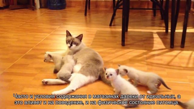 Где приобрести котенка? смотреть онлайн