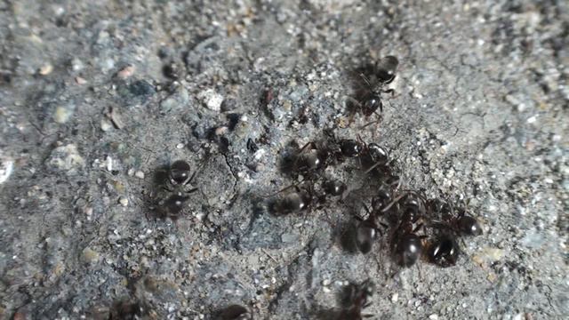 Lasius niger смотреть онлайн