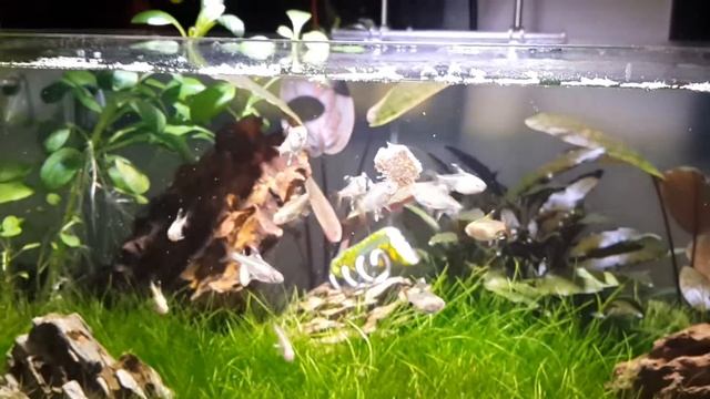 Pristella Tetra - feeding on tubafex worms смотреть онлайн