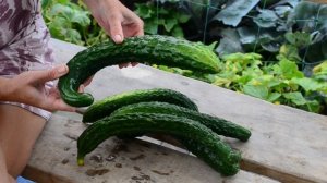 ОГУРЕЦ ПЕКИНСКИЙ ГУРМАН F1. ЧУДО ОГУРЕЦ В НАШЕМ САДУ