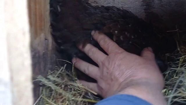 Наша курица вывела цыплят! #цыплята#наседка# смотреть онлайн