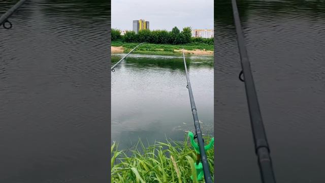 Момент поклёвки на фидер #фидер #рыбалка #поклевка смотреть онлайн