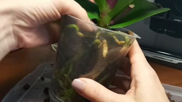 Орхидеи-уценки после покупки смотреть онлайн