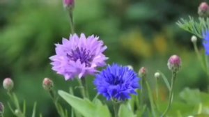 Прекрасная музыка Евгения Крылатова и  красота природы✨