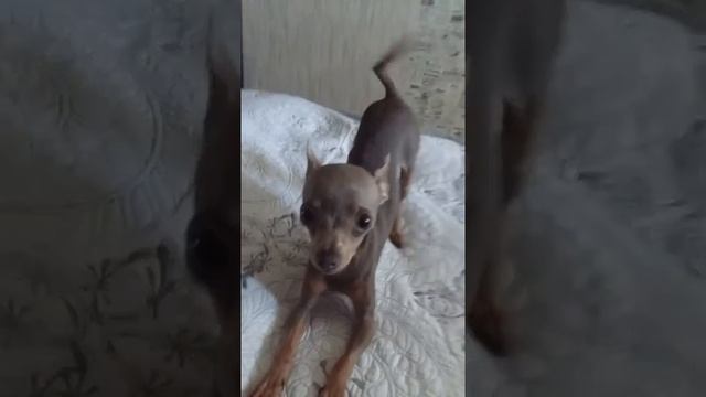 #Мини Тойчик#Mini Toy Terrier смотреть онлайн