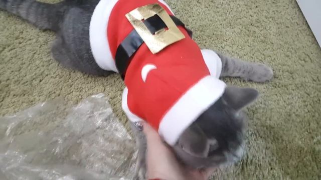 ПОДАРКИ НА НОВЫЙ ГОД для КОТА с сайта NEWCHIC. КОТ МАКС ПРОТИВ АЛИСЫ Реакция животных ГАЛЧАТА ТВ смотреть онлайн