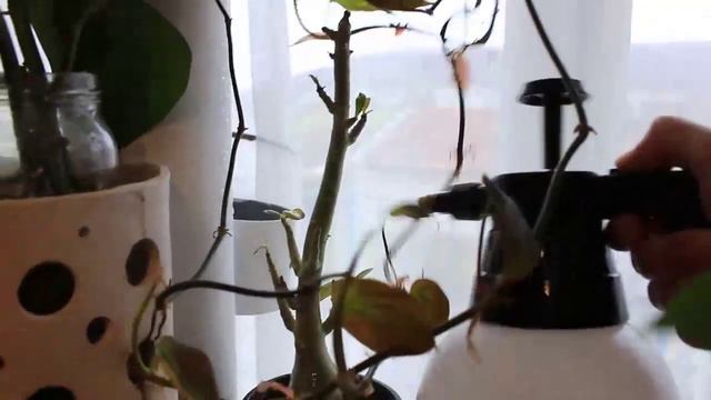 Entretien des roses du désert en hiver/Adéniums obesum en hiver смотреть онлайн
