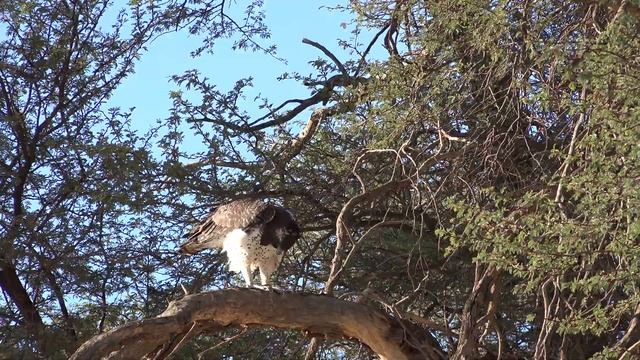 Kgalagadi Transfrontier Park - Martial Eagle - February 2020 смотреть онлайн