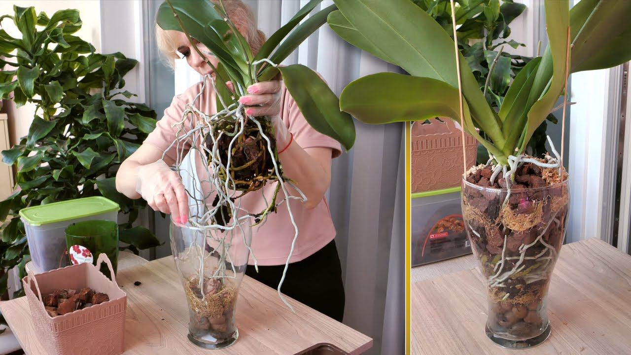 ВПИХНУТЬ! АККУРАТНО! Орхидея Клеопатра. смотреть онлайн