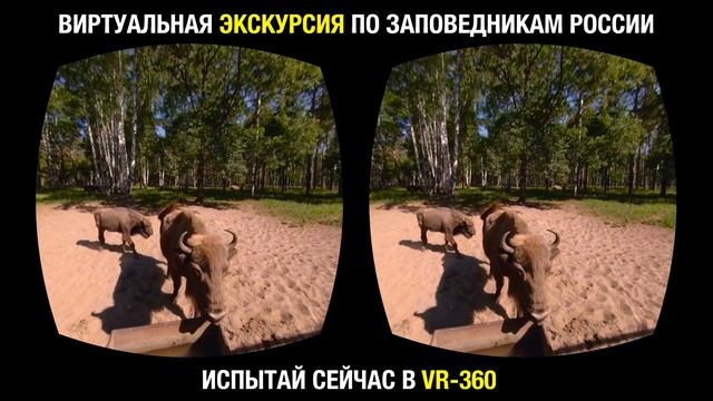 Невероятные VR-путешествия по дикой природе России смотреть онлайн