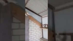 Бакинские Мраморные голуби! Телефон для связи +79614616148 Павел Whatsapp.