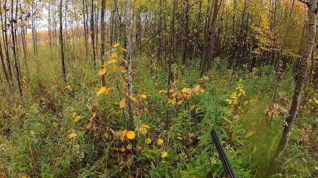 Wisconsin Grouse, Woodcock, & Fishing Camp 2020 Day 5 part 1!!! Sept 24 2020 Point and Kill on film смотреть онлайн