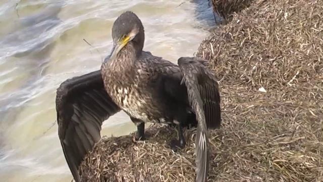 ЖИЗНЬ БАКЛАНОВ смотреть онлайн